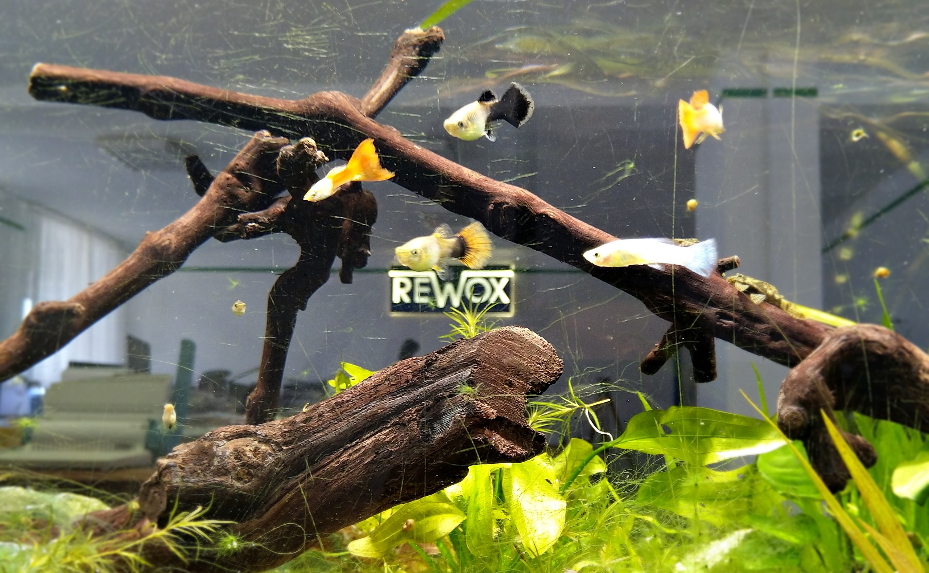 rewox iroda akvárium